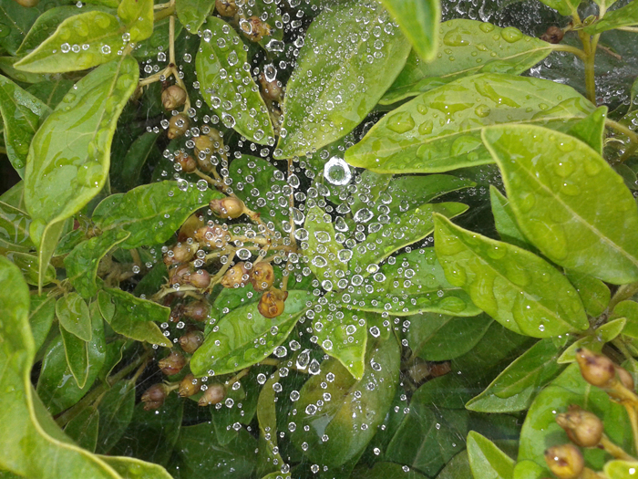Vota - Telaraña bajo la lluvia - Concurso Fotografía Científica