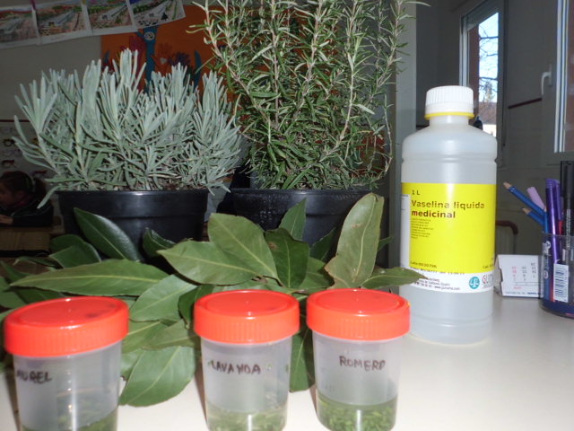 Experimentamos con las plantas